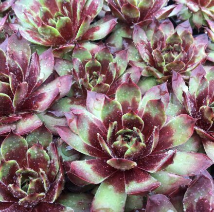 Saulrietenis 'Cranberry Cocktail'